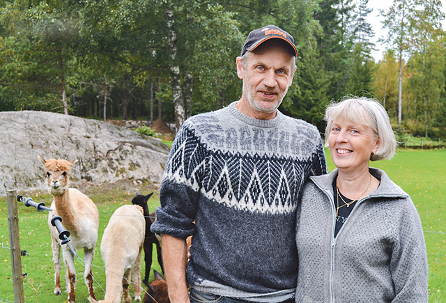 Länge fanns drömmen om att skaffa alpackor. När gården Nybäck blev till salu blev drömmen sann för Ann-Jeanette och Stig-Björn Nordberg.
