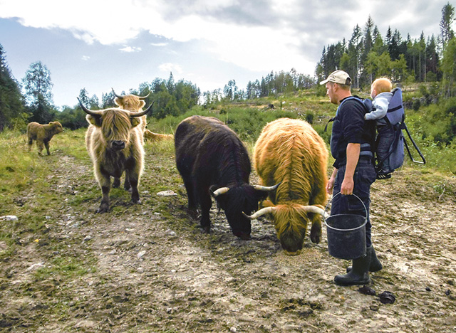 Peter med Ella på ryggen. Extra foder på gång till kossorna av rasen highland cattle.