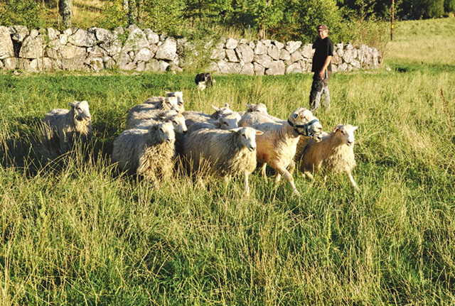 Carl Loord, heltidsanställd på gården, hämtar några får tillsammans med vallhunden Zam.