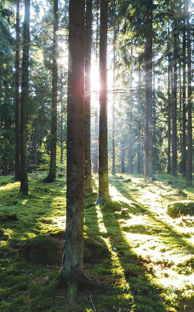Skogsstyrelsen lyfter under hösten hur Sveriges skogsägare kan bidra till att kulturminnen bevaras till kommande generationer.