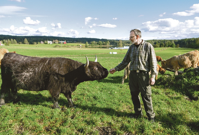 Per-Holger Gustafsson driver uppfödning av kreatursrasen highland cattle i mindre skala. Rasen är förhållandevis lättskött och därför går det bra att kombinera uppfödning och annat jobb.