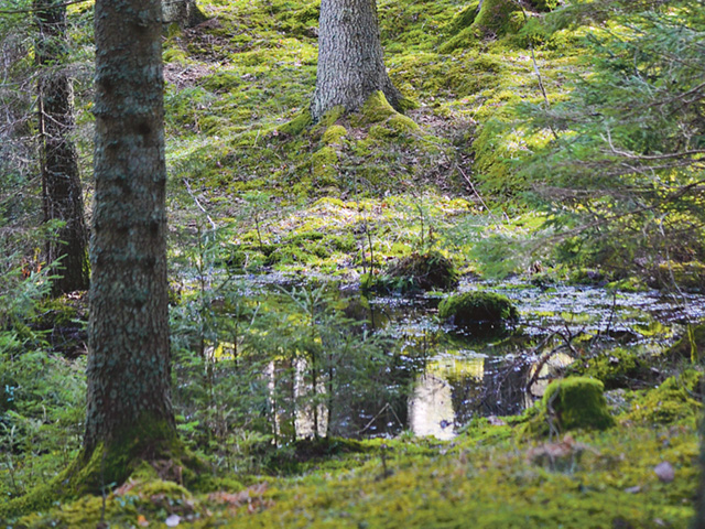 Även om den totala nederbörden ökar blir det i snitt torrare om somrarna i södra halvan av Sverige enligt Skogstyrelsens konsekvensanalys.
