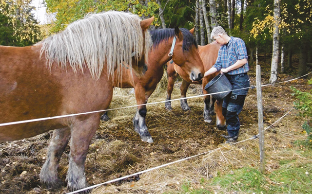 Cecilia Berntsson med hästarna hemma på Nyby. I tio år har hon och pappan Roger Berntsson drivit den gemensamma firman Bernttek. Bild: LIZZIE GERD JANSON