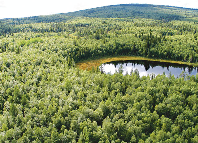 Linavare-Råneträsket i Gällivare. Typiskt för området är vidsträckta myr-naturskogsmosaiker men det innefattar också ett par flacka skogsberg med gamla barrnaturskogar. Bakom bergen i väster ansluter området till de vidsträckta urskogarna i Muddus nationalpark och Laponia världsarvsområde. Bild: FRÉDÉRIC FORSMARK
