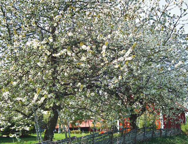 Många passar på att ta en tur till Skärlunda by för att njuta av körsbärsträdens blomning i maj. Det gäller att passa på för på några få dagar kan allt vara över.