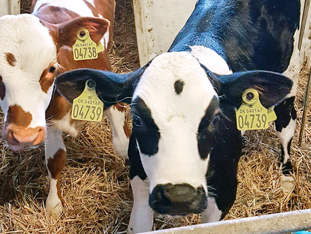 Procross är ingen ny ras. Det är en korsning av raserna Holstein, SRB och Montbeliarde. Avkommorna är friska och ger hög mjölkavkastning, god fruktsamhet och bra slaktutbyte.